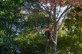 Arborist climbing a tree in a harness and safety equiment Royalty Free Stock Photo