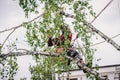 Arborist cuts branches on a tree with a chainsaw