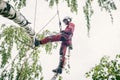 Arborist cuts branches on a tree with a chainsaw