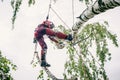 Arborist cuts branches on a tree with a chainsaw