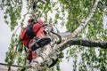 Arborist cuts branches on a tree with a chainsaw