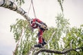 Arborist cuts branches on a tree with a chainsaw