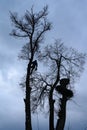 An arborist cuts a tall, dry linden tree, a job with a high risk to life.