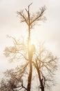 An arborist cuts a tall, dry linden tree, a job with a high risk to life.