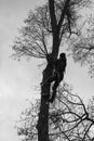 An arborist cuts a tall, dry linden tree, a job with a high risk to life.