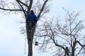 An arborist cuts a tall, dry linden tree, a job with a high risk to life.