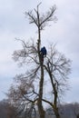 An arborist cuts a tall, dry linden tree, a job with a high risk to life.