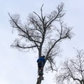 An arborist cuts a tall, dry linden tree, a job with a high risk to life.