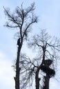 An arborist cuts a tall, dry linden tree, a job with a high risk to life.