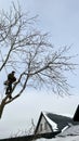 An arborist cuts a tree with a chainsaw in winter