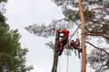 Arborist cutting a branches with chainsaw