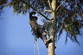 Arborist cutting tree Royalty Free Stock Photo