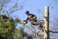 Arborist cutting tree