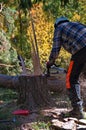 Arborist cutting a tree Royalty Free Stock Photo