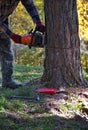 Arborist cutting a tree Royalty Free Stock Photo