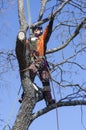 Arborist cutting tree Royalty Free Stock Photo