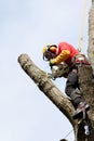 An arborist cutting a tree