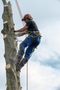 Arborist cutting tree stem with chainsaw Royalty Free Stock Photo