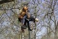 An arborist lowers a simulated victim to the ground from a tree in a timed Aerial Rescue Event.