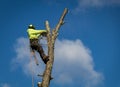 Arborist wearing ropes and harness trims tall birch tree