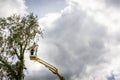 Unidentified arborist man in the air on yellow elevator, basket with controls, cutting off dead cherry tree