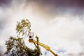 Unidentified arborist man in the air on yellow elevator, basket with controls, cutting off dead cherry tree Royalty Free Stock Photo