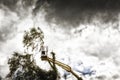 Unidentified arborist man in the air on yellow elevator, basket with controls, cutting off dead cherry tree Royalty Free Stock Photo