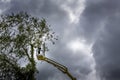 Unidentified arborist man in the air on yellow elevator, basket with controls, cutting off dead cherry tree