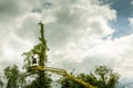 Unidentified arborist man in the air on yellow elevator, basket with controls, cutting off dead cherry tree