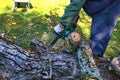 Arborist man cutting a branches Royalty Free Stock Photo