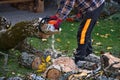 Arborist man cutting a branches Royalty Free Stock Photo