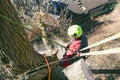 Arborist man cutting a branches with chainsaw and throw on a ground. The worker with helmet working at height on the trees. Lumber Royalty Free Stock Photo