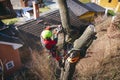 Arborist man cutting a branches with chainsaw and throw on a ground. The worker with helmet working at height on the trees. Lumber Royalty Free Stock Photo