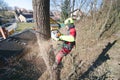 Arborist man cutting a branches with chainsaw and throw on a ground. The worker with helmet working at height on the trees. Lumber Royalty Free Stock Photo