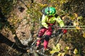 Arborist man cutting a branches with chainsaw and throw on a ground. The worker with helmet working at height on the trees. Lumber Royalty Free Stock Photo