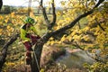 Arborist man cutting a branches with chainsaw and throw on a ground. The worker with helmet working at height on the trees. Lumber Royalty Free Stock Photo