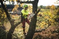 Arborist man cutting a branches with chainsaw and throw on a ground. The worker with helmet working at height on the trees. Lumber Royalty Free Stock Photo