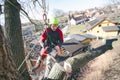 Arborist man cutting a branches with chainsaw and throw on a ground. The worker with helmet working at height on the trees. Lumber