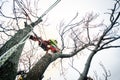 Arborist man cutting a branches with chainsaw and throw on a ground. The worker with helmet working at height on the trees. Lumber