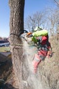 Arborist man cutting a branches with chainsaw and throw on a ground. The worker with helmet working at height on the trees. Lumber
