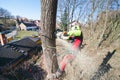 Arborist man cutting a branches with chainsaw and throw on a ground. The worker with helmet working at height on the trees. Lumber