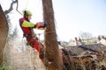 Arborist man cutting a branches with chainsaw and throw on a ground. The worker with helmet working at height on the trees. Lumber Royalty Free Stock Photo