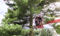 Arborist men with chainsaw and lifting platform cutting a tree. Royalty Free Stock Photo