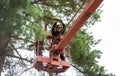 Arborist men with chainsaw and lifting platform cutting a tree. Royalty Free Stock Photo