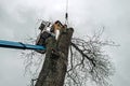 Arborist in platform cutting old oak with chainsaw. Royalty Free Stock Photo