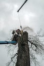Arborist in platform cutting old oak with chainsaw. Royalty Free Stock Photo
