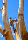 Arborist pruning a large tree with chain saw and safety ropes Royalty Free Stock Photo