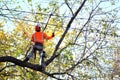 Arborist pruning tree branches .