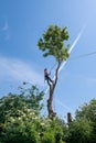 Arborist standing on tall tree stumps Royalty Free Stock Photo