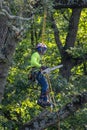 Arborist tree cutter actively cutting large tree chainsaw ropes sawdust summer morning Royalty Free Stock Photo